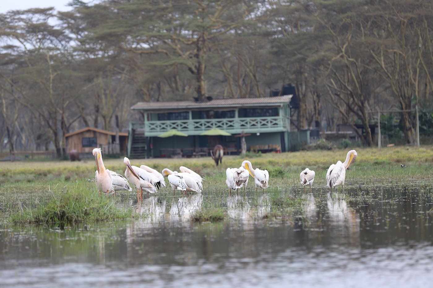 Sanctuary Farm: A Peaceful Retreat in Naivasha Near Naipanoi Resort